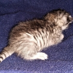 Savannah, F-7B, Silver, Female, DOB 3-14-19