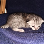 Savannah, F-7B, Silver, Female, DOB 3-14-19