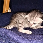 Savannah, F-7B, Silver, Female, DOB 3-14-19