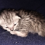 Savannah, F-7B, Silver, Female, DOB 3-14-19