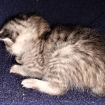 Savannah, F-7B, Silver, Female, DOB 3-14-19