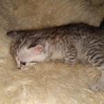 Savannah, F-7B, Silver, Female, DOB 3-14-19