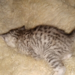 Savannah, F-7B, Silver, Female, DOB 3-14-19