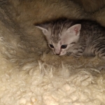 Savannah, F-7B, Silver, Female, DOB 3-14-19