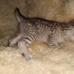 Savannah, F-7B, Silver, Female, DOB 3-14-19