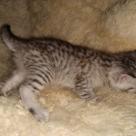 Savannah, F-7B, Silver, Female, DOB 3-14-19