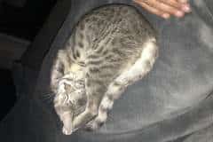 Baloo, Savannah F-7B Silver/Blue female DOB 5-23-17