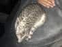 Baloo, Savannah F-7B Silver/Blue female DOB 5-23-17