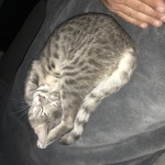 Baloo, Savannah, F-7B, silver/blue, female, DOB 5-23-17