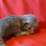 Savannah, F-7B, silver, female, DOB 5-23-17