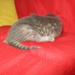 Savannah, F-7B, silver, female, DOB 5-23-17