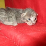 Savannah, F-7B, silver, female, DOB 5-23-17