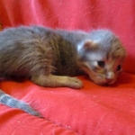 Savannah, F-7B, silver, female, DOB 5-23-17