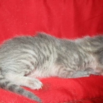 Savannah, F-7B, silver, female, DOB 5-23-17