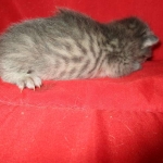 Savannah, F-7B, silver, female, DOB 5-23-17