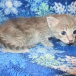 Savannah, F-7B, silver/blue, female, DOB 5-23-17