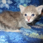 Savannah, F-7B, silver/blue, female, DOB 5-23-17