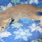 Savannah, F-7B, silver/blue, female, DOB 5-23-17