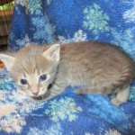 Savannah, F-7B, silver/blue, female, DOB 5-23-17