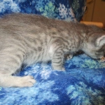 Savannah, F-7B, silver/blue, female, DOB 5-23-17