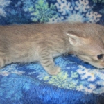 Savannah, F-7B, silver/blue, female, DOB 5-23-17