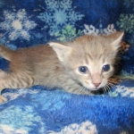 Savannah, F-7B, silver/blue, female, DOB 5-23-17