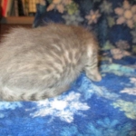 Savannah, F-7B, silver/blue, female, DOB 5-23-17