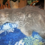 Savannah, F-7B, silver/blue, female, DOB 5-23-17