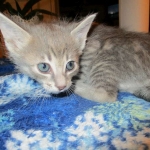 Savannah, F-7B, silver/blue, female, DOB 5-23-17