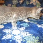 Savannah, F-7B, silver/blue, female, DOB 5-23-17