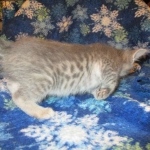 Savannah, F-7B, silver/blue, female, DOB 5-23-17