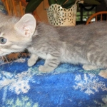 Savannah, F-7B, silver/blue, female, DOB 5-23-17