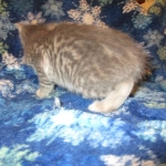 Savannah, F-7B, silver/blue, female, DOB 5-23-17