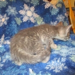 Savannah, F-7B, silver/blue, female, DOB 5-23-17