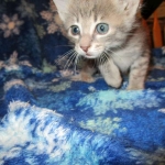 Savannah, F-7B, silver/blue, female, DOB 5-23-17