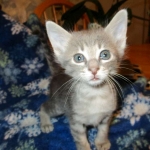 Savannah, F-7B, silver/blue, female, DOB 5-23-17