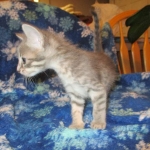 Savannah, F-7B, silver/blue, female, DOB 5-23-17