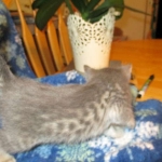 Savannah, F-7B, silver/blue, female, DOB 5-23-17