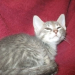 Savannah, F-7B, silver/blue, female, DOB 5-23-17