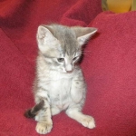 Savannah, F-7B, silver/blue, female, DOB 5-23-17