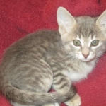 Savannah, F-7B, silver/blue, female, DOB 5-23-17