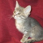 Savannah, F-7B, silver/blue, female, DOB 5-23-17