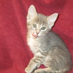 Savannah, F-7B, silver/blue, female, DOB 5-23-17