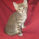 Savannah, F-7B, silver/blue, female, DOB 5-23-17