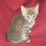 ISavannah, F-7B, silver/blue, female, DOB 5-23-17