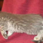 Savannah, F-7B, silver/blue, female, DOB 5-23-17