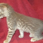 Savannah, F-7B, silver/blue, female, DOB 5-23-17