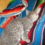 Savannah, F-7B, silver/blue, female, DOB 5-23-17