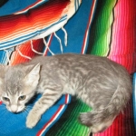 Savannah, F-7B, silver/blue, female, DOB 5-23-17