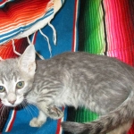 Savannah, F-7B, silver/blue, female, DOB 5-23-17